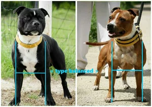 les types et H Soci t Centrale Canine
