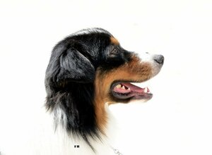 Le Chien De Race En 2018 Bousculades Dans Le Top 20 Du Lof