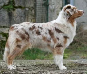 Les Couleurs De Robe Des Yeux Et Transmission Lors Des Mariages Societe Centrale Canine
