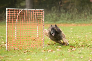 Un chien de berger belge Tervueren passe derrière un filet cadré, appelé "gate" en compétition de hoopers.