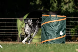 Un chien poivre et sel typé braccoïde contourne un baril en tissu en compétition de hoopers.