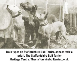 Trois types de Staffordshire Bull Terrier, années 1930
