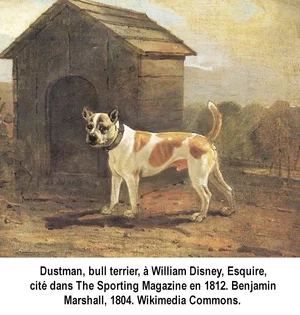 Dustman, bull terrier, à William Disney