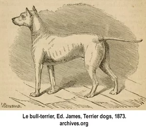 Le bull-terrier, Ed. James, Terrier dogs, 1873. archives.org