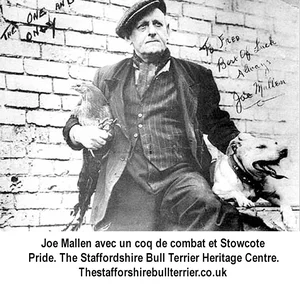 Joe Mallen avec un coq de combat et Stowcote Pride.