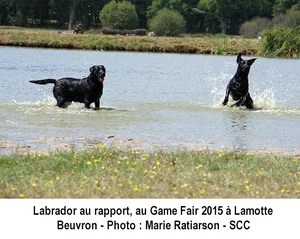 Labrador au rapport, au Game Fair 2015 à Lamotte Beuvron Labrador au rapport, au Game Fair 2015 à Lamotte Beuvron
