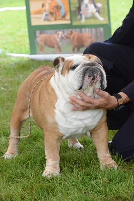 Bulldog Societe Centrale Canine