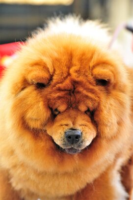 Nomenclature Des Robes Societe Centrale Canine