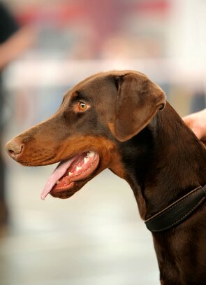 Nomenclature Des Robes Societe Centrale Canine