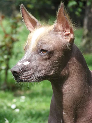 Educación moral Buena suerte Sustancial Chien nu du perou | Société Centrale Canine