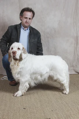 Chien clumber sale