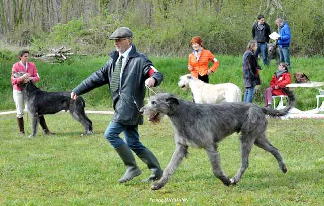 Irish wolfhound prix sales