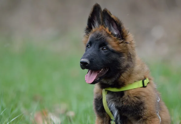 Vous Cherchez Un Chiot Berger Belge Societe Centrale Canine