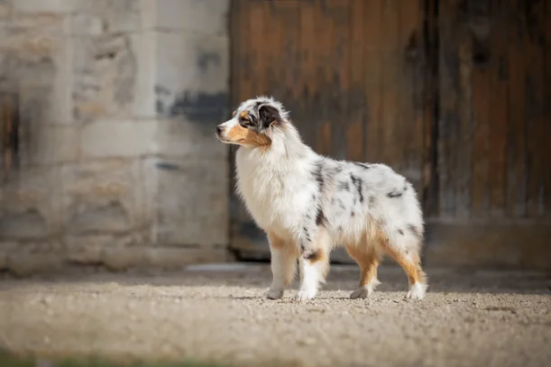 Fiche De Race Des Bergers Australiens Noir Tricolore Bleu Merle Rouge Tricolore Et Rouge Merle La Race De Chien Berger Australien N Est Pas Un Chiens De Berger D Australie