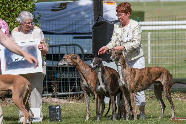 Greyhound Societe Centrale Canine