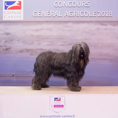 Berger De Brie Societe Centrale Canine
