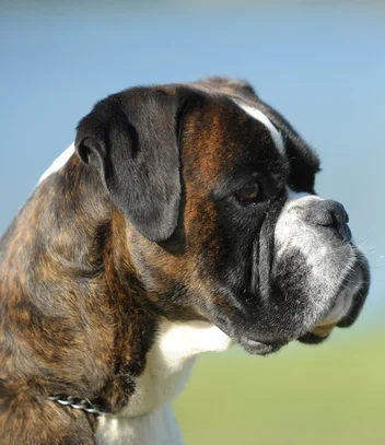 Boxer Societe Centrale Canine Boxer Societe Centrale Canine