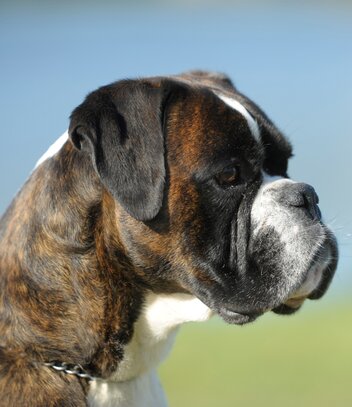 Boxer Société Centrale Canine