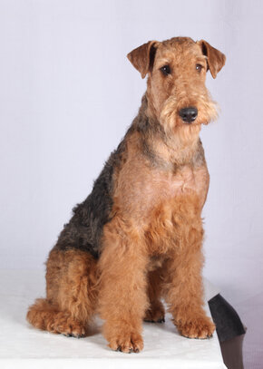 Airedale Terrier Societe Centrale Canine