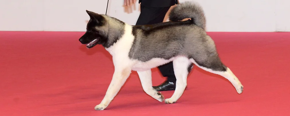 Akita Americain Societe Centrale Canine