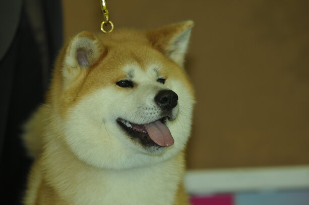 Akita Societe Centrale Canine