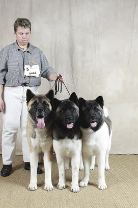 Akita Americain Societe Centrale Canine