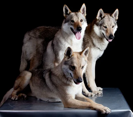 Chien Loup Tchecoslovaque Societe Centrale Canine