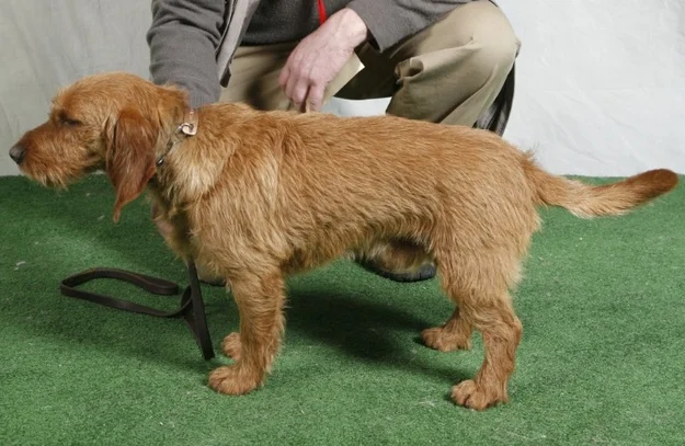 basset fauve de bretagne societe centrale canine