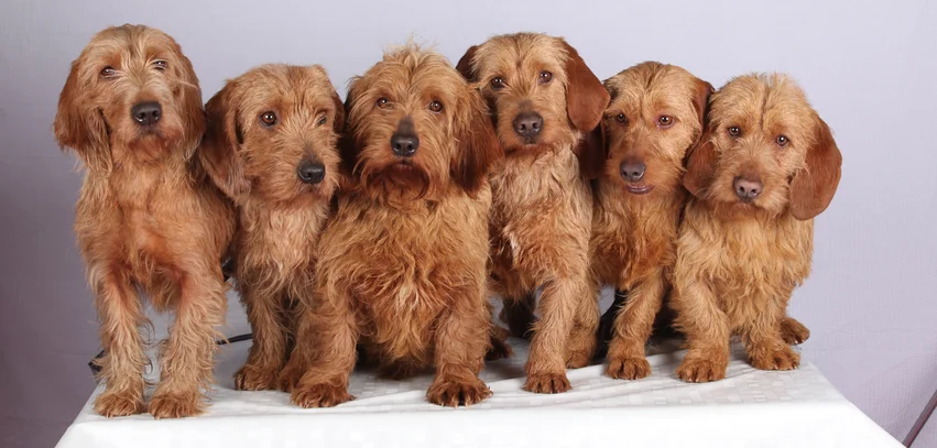 basset fauve de bretagne societe centrale canine