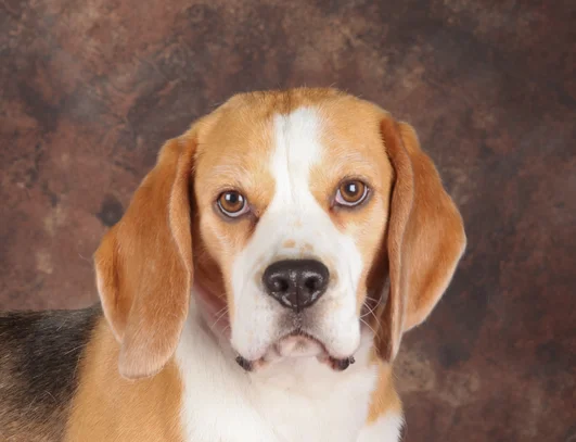 Beagle Societe Centrale Canine