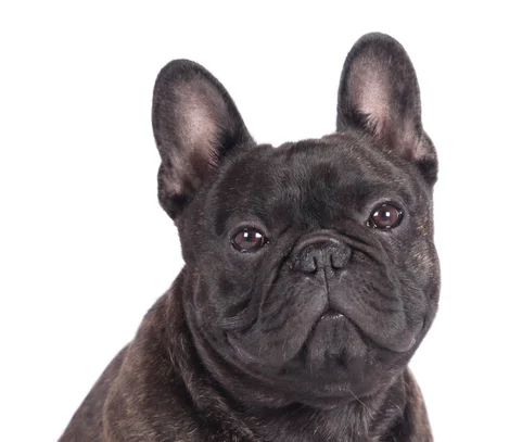 Bouledogue Francais Societe Centrale Canine