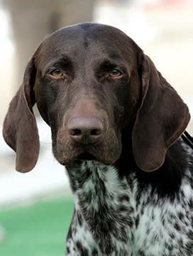 Braque Allemand A Poil Court Societe Centrale Canine Braque Allemand A Poil Court Societe Centrale Canine