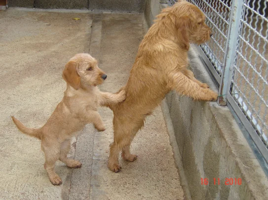 basset fauve de bretagne societe centrale canine