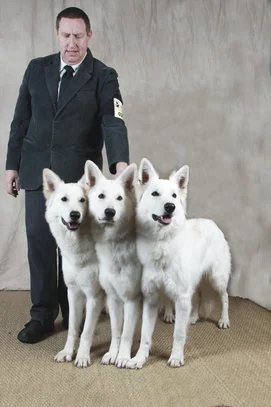 Berger Blanc Suisse Societe Centrale Canine