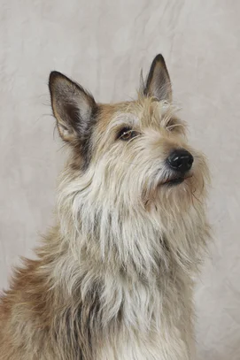 Berger De Picardie Societe Centrale Canine