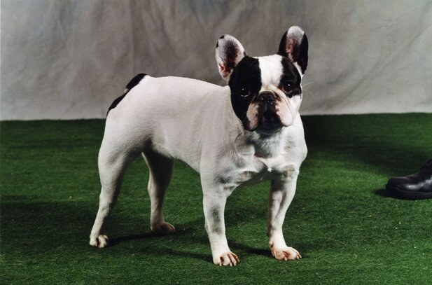 Bouledogue Francais Societe Centrale Canine