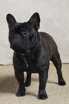 Bouledogue Francais Societe Centrale Canine