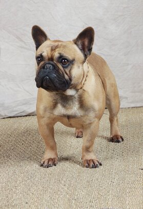 Bouledogue Francais Societe Centrale Canine