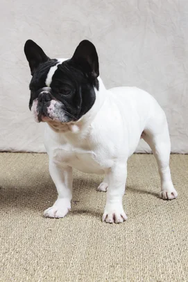 Bouledogue Francais Societe Centrale Canine