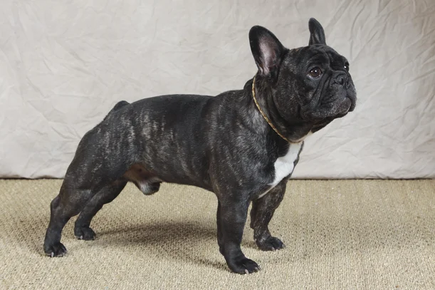 Bouledogue Francais Societe Centrale Canine