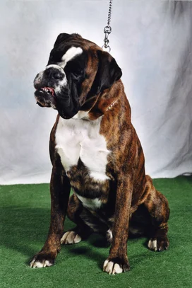 Boxer Societe Centrale Canine Boxer Societe Centrale Canine