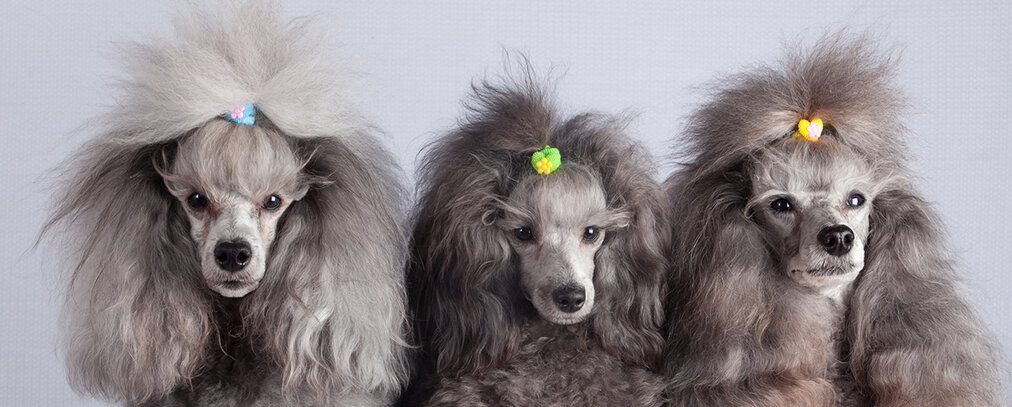 Caniche Société Centrale Canine