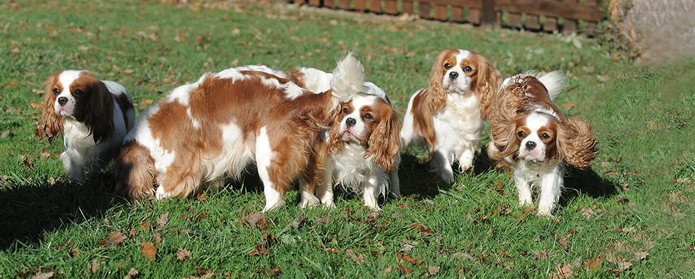 Cavalier King Charles Societe Centrale Canine