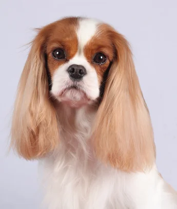 Cavalier King Charles Societe Centrale Canine