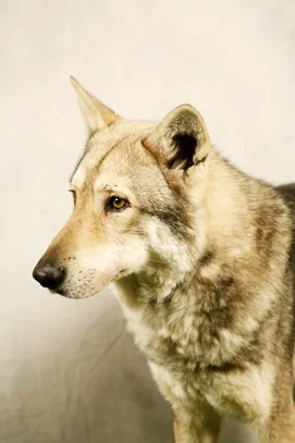 Chien Loup De Saarloos Societe Centrale Canine