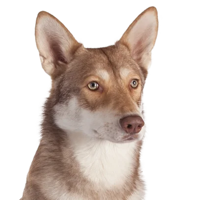 Chien loup de saarloos  Société Centrale Canine