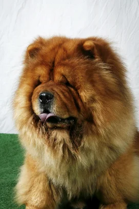 Chow Chow Societe Centrale Canine Chow Chow Societe Centrale Canine