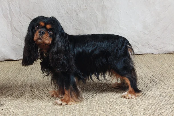 Cavalier King Charles Societe Centrale Canine Cavalier King Charles Societe Centrale Canine