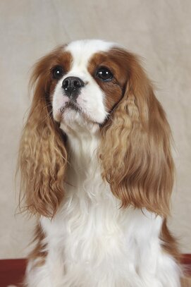 Cavalier King Charles Société Centrale Canine