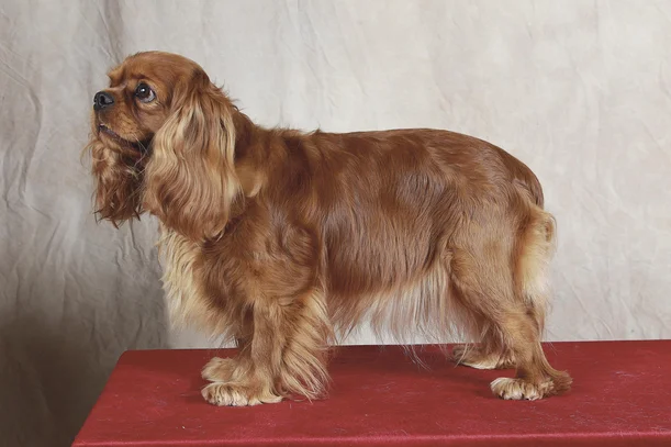 Cavalier King Charles Societe Centrale Canine